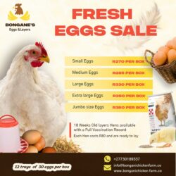 BONGS EGGS